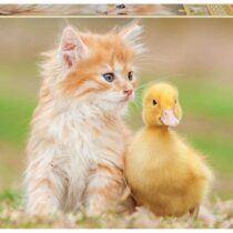 500 AMIGOS ADORABLES PUZZLE